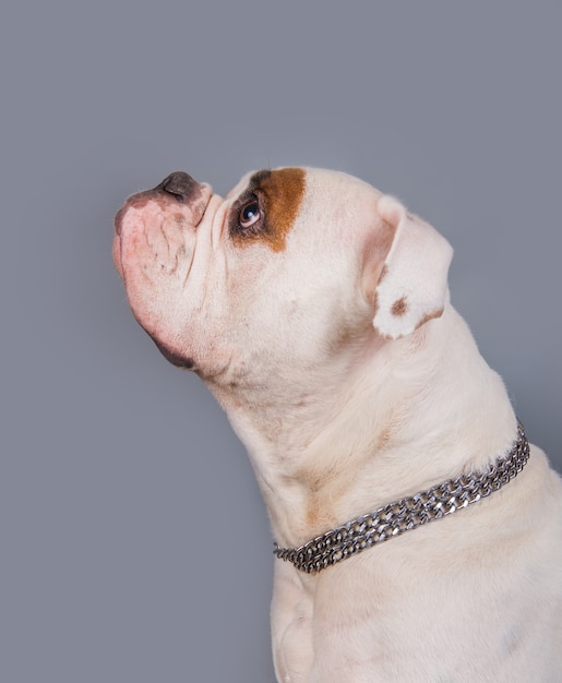 Weißes Farbmantel erwachsenes amerikanisches Bulldoggenprofilporträt auf grauem Hintergrund
