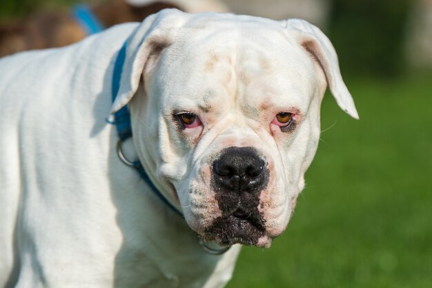 Weißes Fell American Bulldog Hundeporträt im Hof