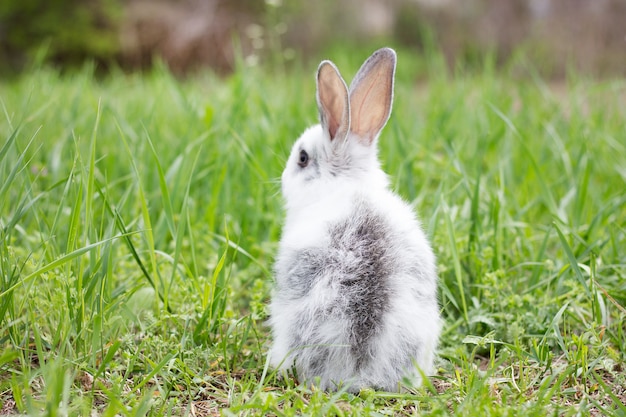 Weißes flaumiges Kaninchen auf grünem Gras