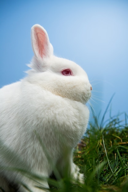 Weißes flaumiges Kaninchen, das auf Gras sitzt