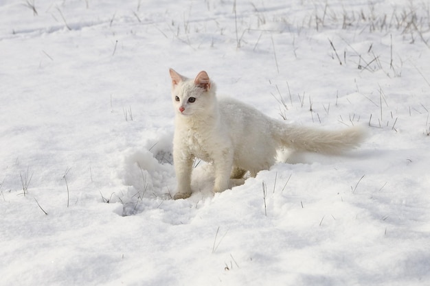 Weißes, flauschiges Kätzchen im Schnee auf dem Feld an einem sonnigen Tag