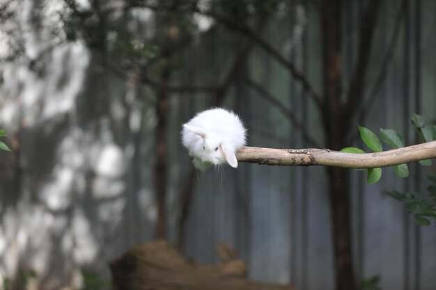 weißes, flauschiges Kaninchen auf einem Ast