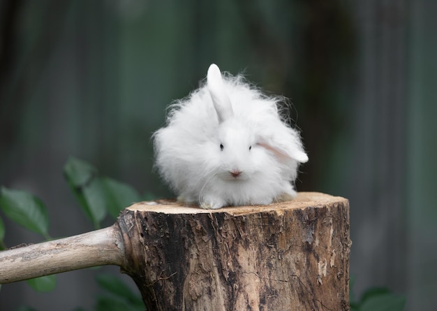 weißes, flauschiges Kaninchen auf einem Baumstumpf