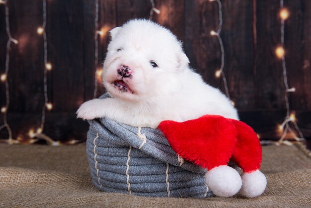 Weißes flauschiges kleines Samojeden-Hündchen in einer Weihnachtsgeschenkbox