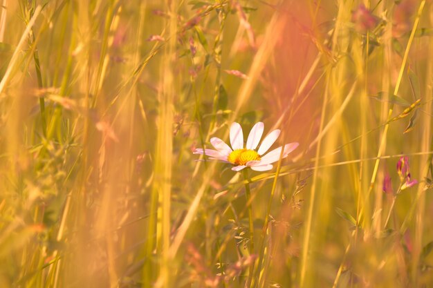 Weißes Gänseblümchen auf einem Feld