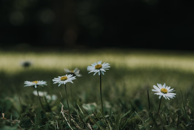 Weißes Gänseblümchen blüht Feldsommerhintergrund