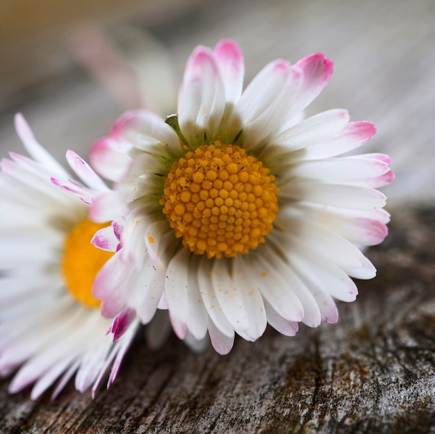 weißes Gänseblümchen blüht im Garten in der Natur