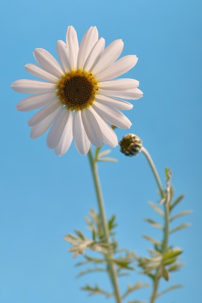 Weißes Gänseblümchen gegen einen Himmel