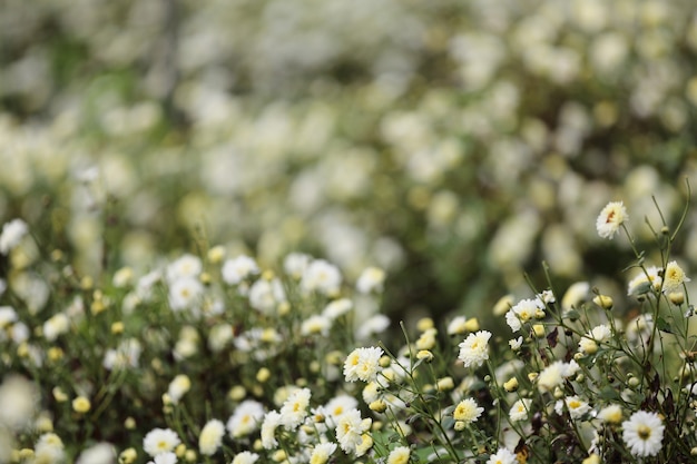 Weißes Gänseblümchen in der Natur