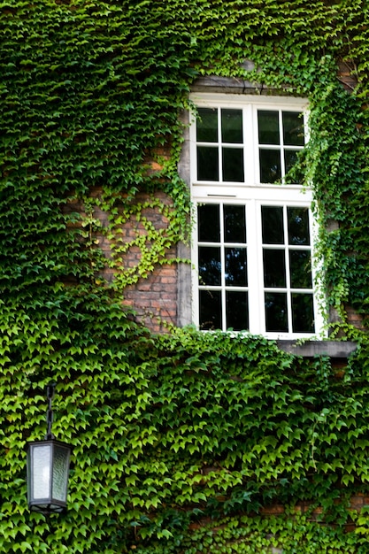 Foto weißes holzfenster an der wand mit grünen blättern