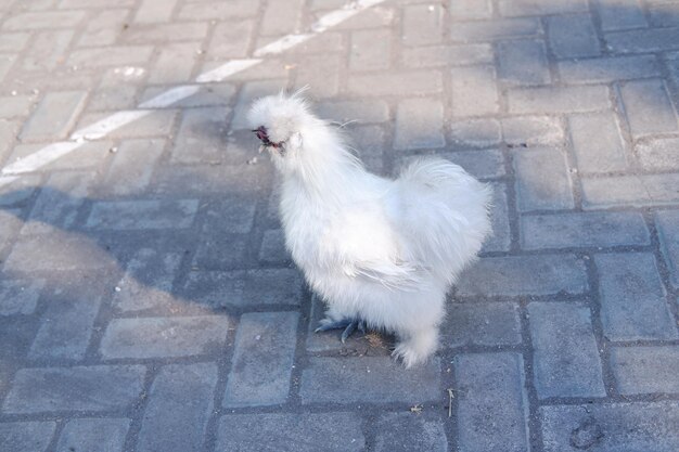 Foto weißes huhn auf dem straßenfoto