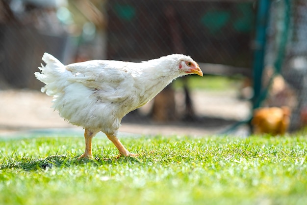 Weißes Huhn, das auf dem grünen Gras steht