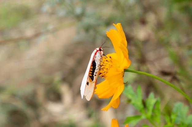 Weißes Insekt auf gelbem Cosmos sulphureus Cav blüht im Garten.