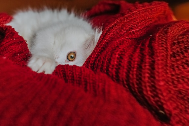 weißes Kätzchen, das auf dem Bett spielt