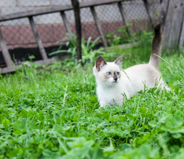 Weißes Kätzchen mit blauen Augen auf grünem Gras