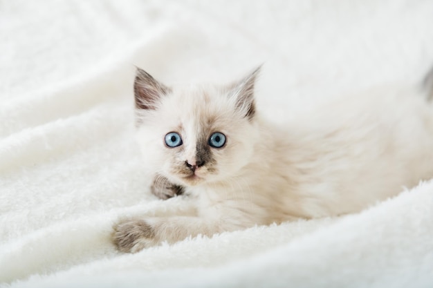 Weißes Kätzchen mit blauen Augen Porträt eines schönen flauschigen weißen Kätzchens Katzentierbabykätzchen mit Bi ...