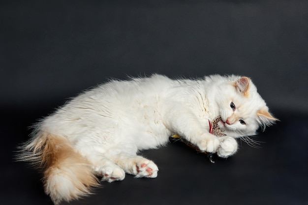Weißes Kätzchen mit blauen Augen sitzt auf dunklem Hintergrund