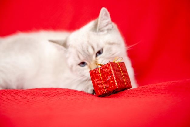 weißes Kätzchen spielt mit Geschenkbox isoliert auf rotem Hintergrund Weihnachts- und Neujahrskonzept