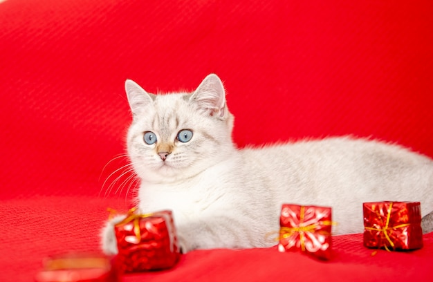 weißes Kätzchen spielt mit Geschenkbox isoliert auf rotem Hintergrund Weihnachts- und Neujahrskonzept