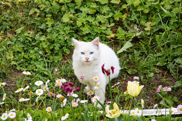 Weißes Kätzchen zwischen grünen Blättern und Blumen