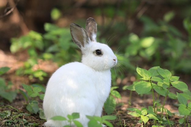 weißes Kaninchen auf dem Gras