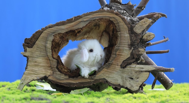 weißes Kaninchen auf einem Baumstumpf