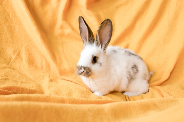 Weißes Kaninchen auf gelbem Hintergrund. Haustier, Haustier. Exemplar. Frühling, Ostern.