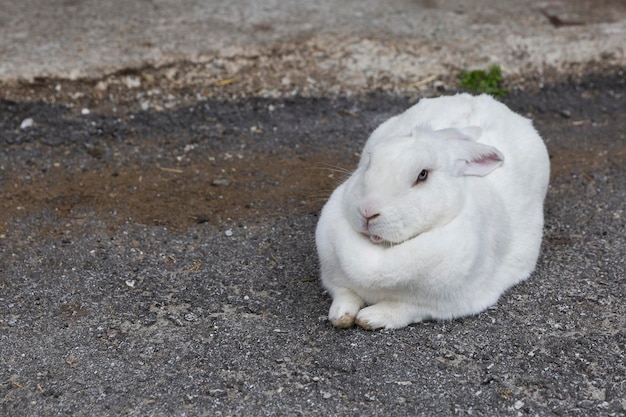 Weißes Kaninchen auf grauem Grund