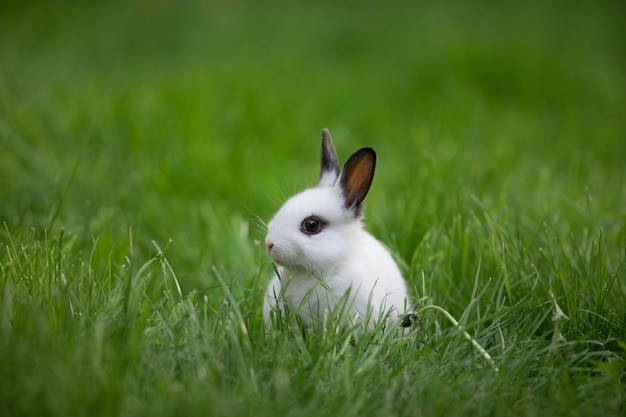 weißes Kaninchen auf grünem Gras