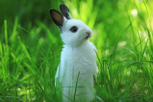 weißes Kaninchen auf grünem Gras