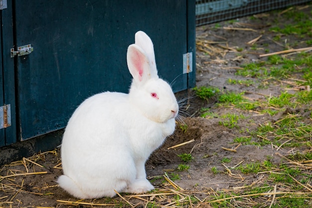 Weißes Kaninchen, das im Garten spielt