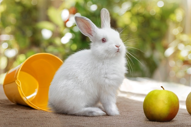 Weißes Kaninchen, Eimer und Apfel