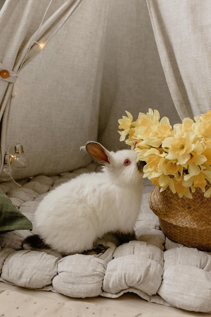 Weißes Kaninchen frisst Blumen Narzissen in einem Korb Osterfotozone für Kinder mit einem Kaninchen