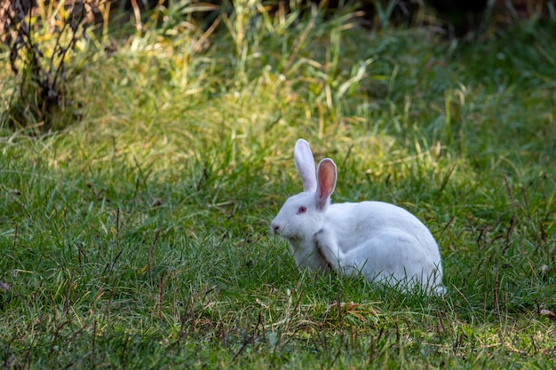 Weißes Kaninchen geht auf eine grüne Wiese