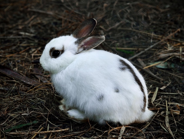 Weißes Kaninchen im FreienHase in der Landwirtschaft