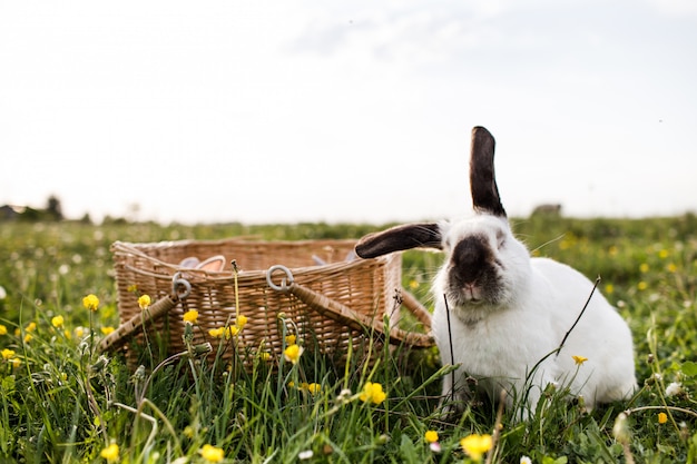 Weißes Kaninchen im Frühlingsgrüngras mit Weidenkorb