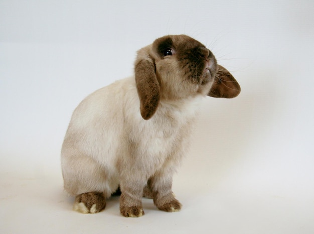 Weißes Kaninchen mit dunklen Ohren auf weißem Hintergrund, Jahr des Kaninchens