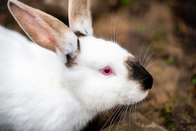 Weißes Kaninchen mit schwarzer Nase am Boden Kaninchenzucht Tiere fürs Leben