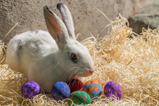 Weißes Kaninchen und Ostereier