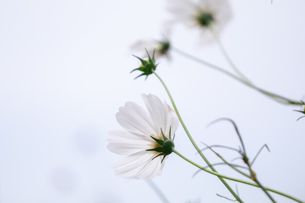 Weißes Kosmosblumenfeld des schönen weichen selektiven Fokus mit Kopienraum