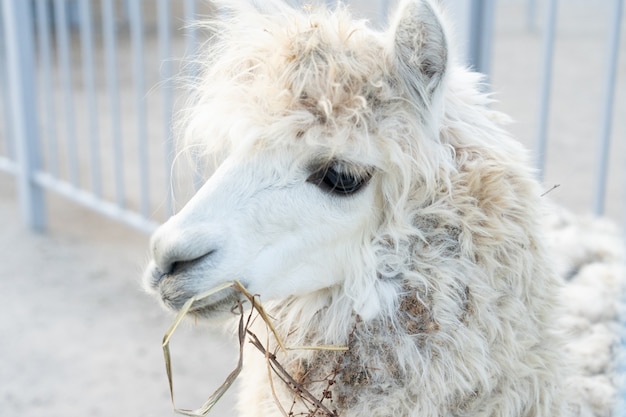 Weißes Lama isst Gras