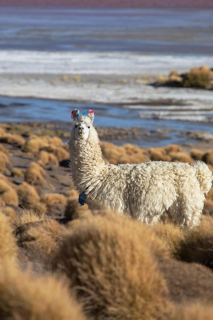 Weißes Lama oder Alpaka an der Laguna Colorada in Bolivien