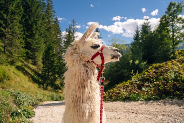 Weißes Lama-Porträt im Freien Tierschutz- und Bauernhoflebenskonzept