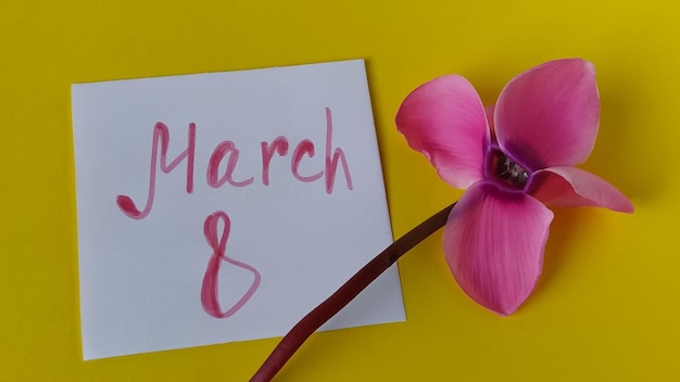 Foto weißes leeres blatt papier auf gelbem hintergrund auf der rechten seite ist eine rosa alpenveilchen-blume in der nähe die inschrift 8. märz