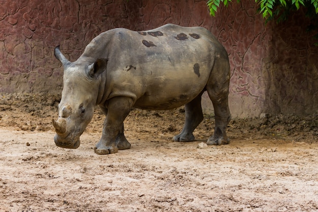 Weißes Nashorn (Ceratotherium simum) stehend im Zoo