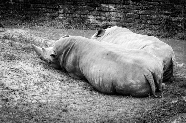 Weißes Nashorn, das aus den Grund liegt