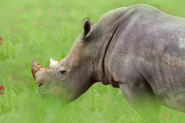 Weißes Nashorn (Nashorn) Gras auf Wiese essend.