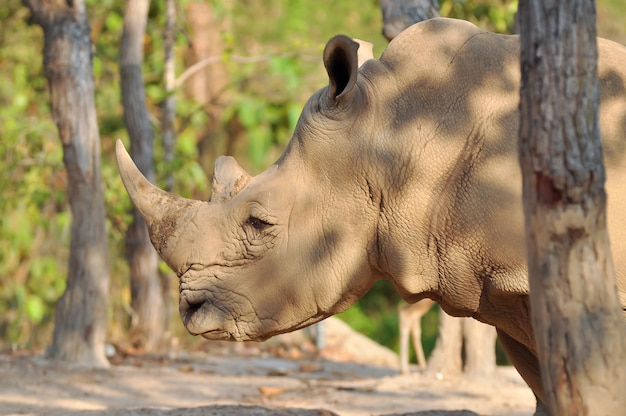 Foto weißes nashorn