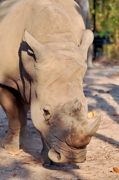 Foto weißes nashorn