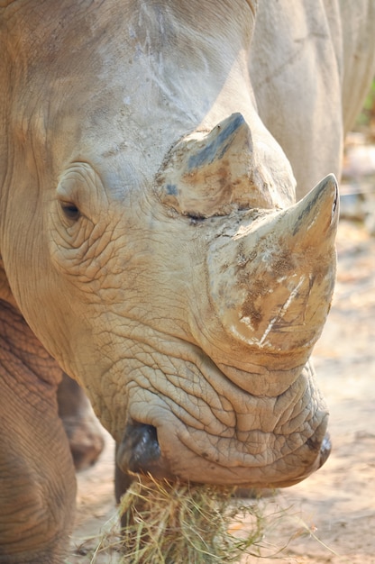 Foto weißes nashorn